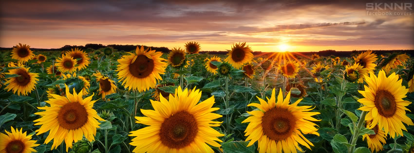 Sunflowers - Facebook Cover by SKNNR.com