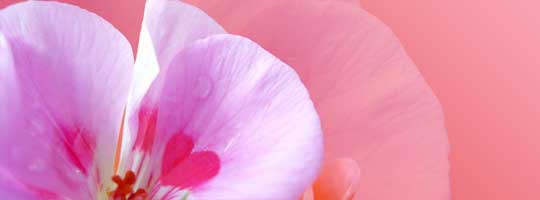 Pink Heart Flower Facebook Cover