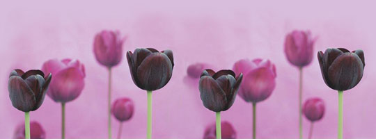 Purple Tulips Facebook Cover